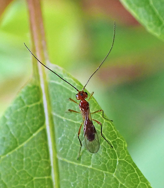 Genus Phaenocarpa