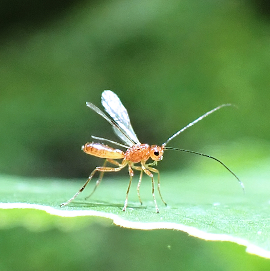Genus Phaenocarpa