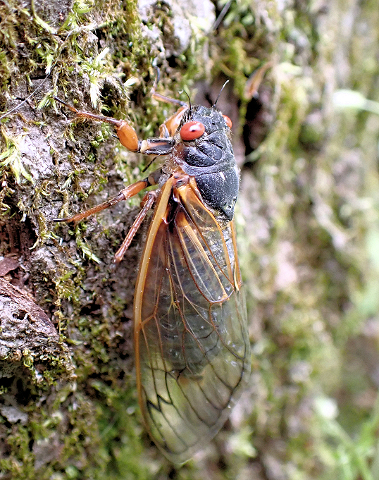 Magicicada septendecim (Linnaeus' Periodical Cicada)
