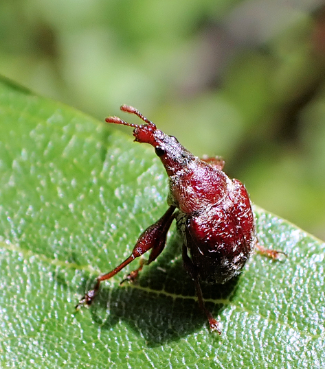 Himatolabus pubescens