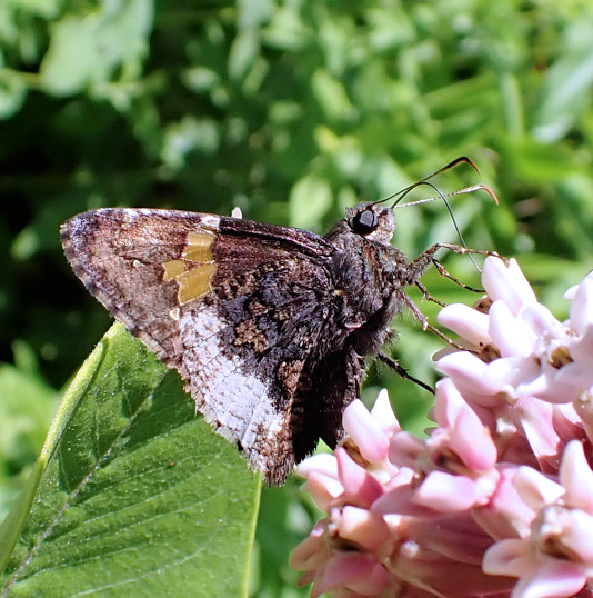 Achalarus lyciades (Hoary Edge)