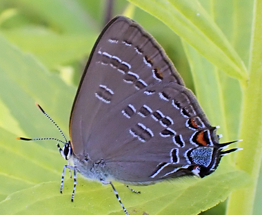 Satyrium calanus (Banded Hairstreak)
