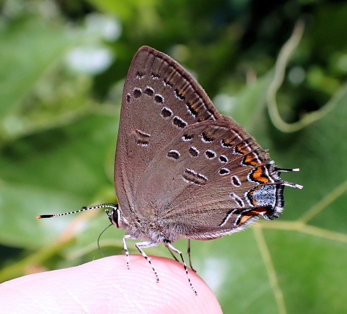 Satyrium edwardsii (Edwards' Hairstreak)