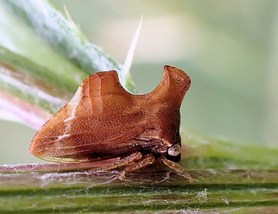 Entylia carinata (Keeled Treehopper)