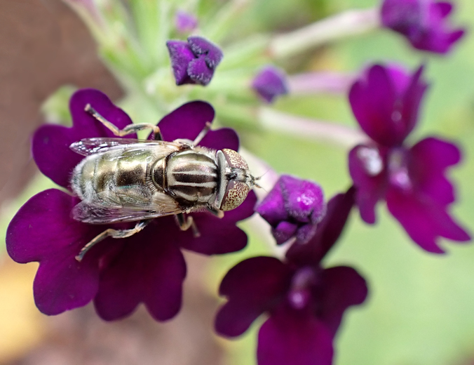 Eristalinus aeneus